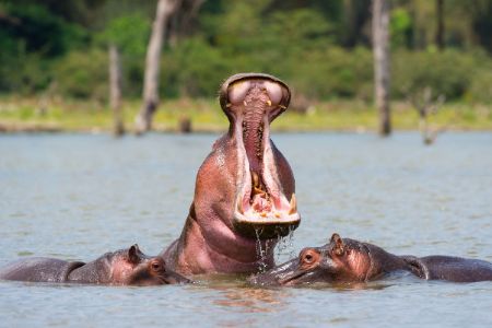 Kenya - Lac Naivasha - Gueule d’hippopotame ouverte dans l’eau